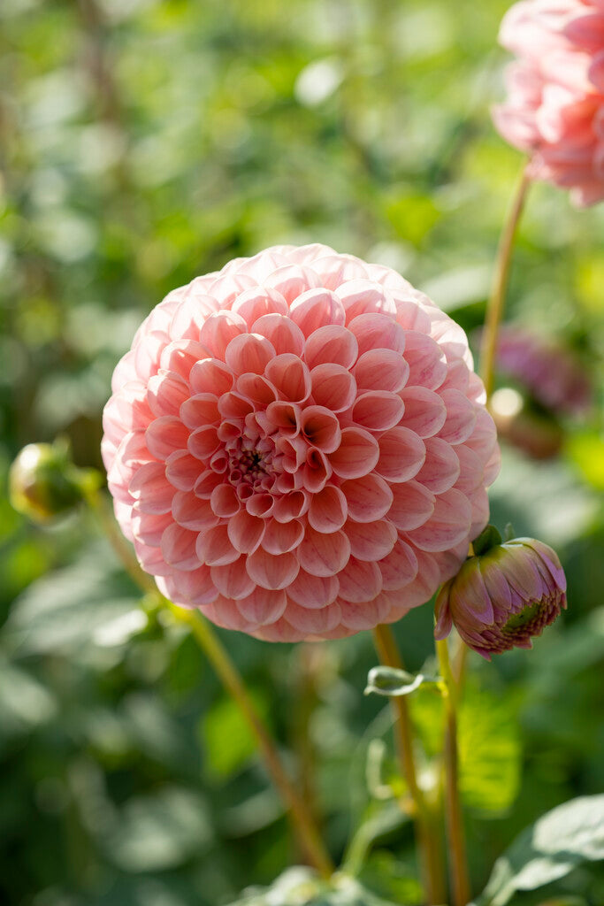 Dahlia Pompon Linda's Baby 1-pakning